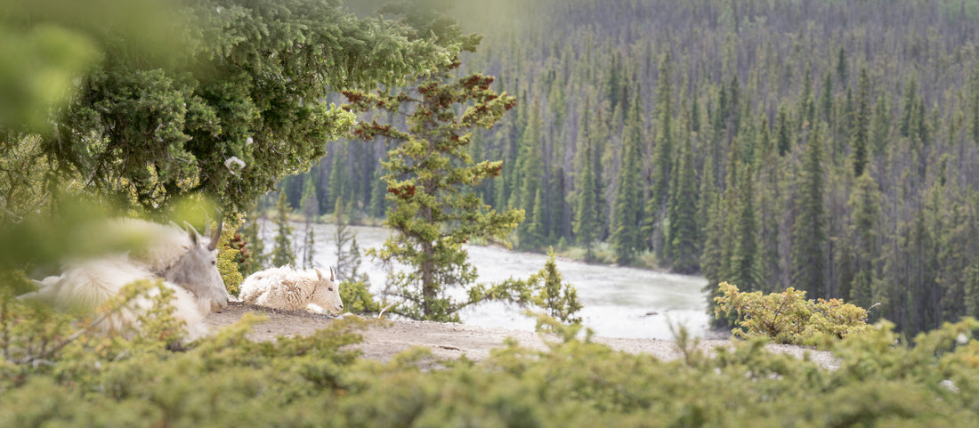 The wildlife of British Columbia